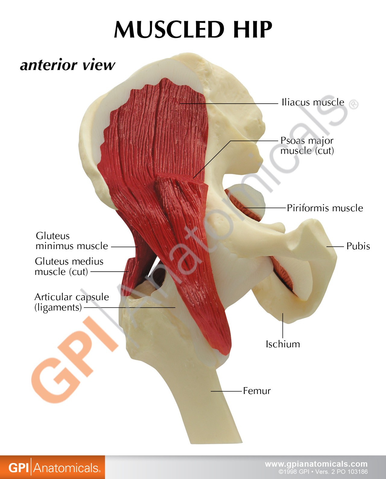 Muscled Hip Joint Anatomy Model - education card