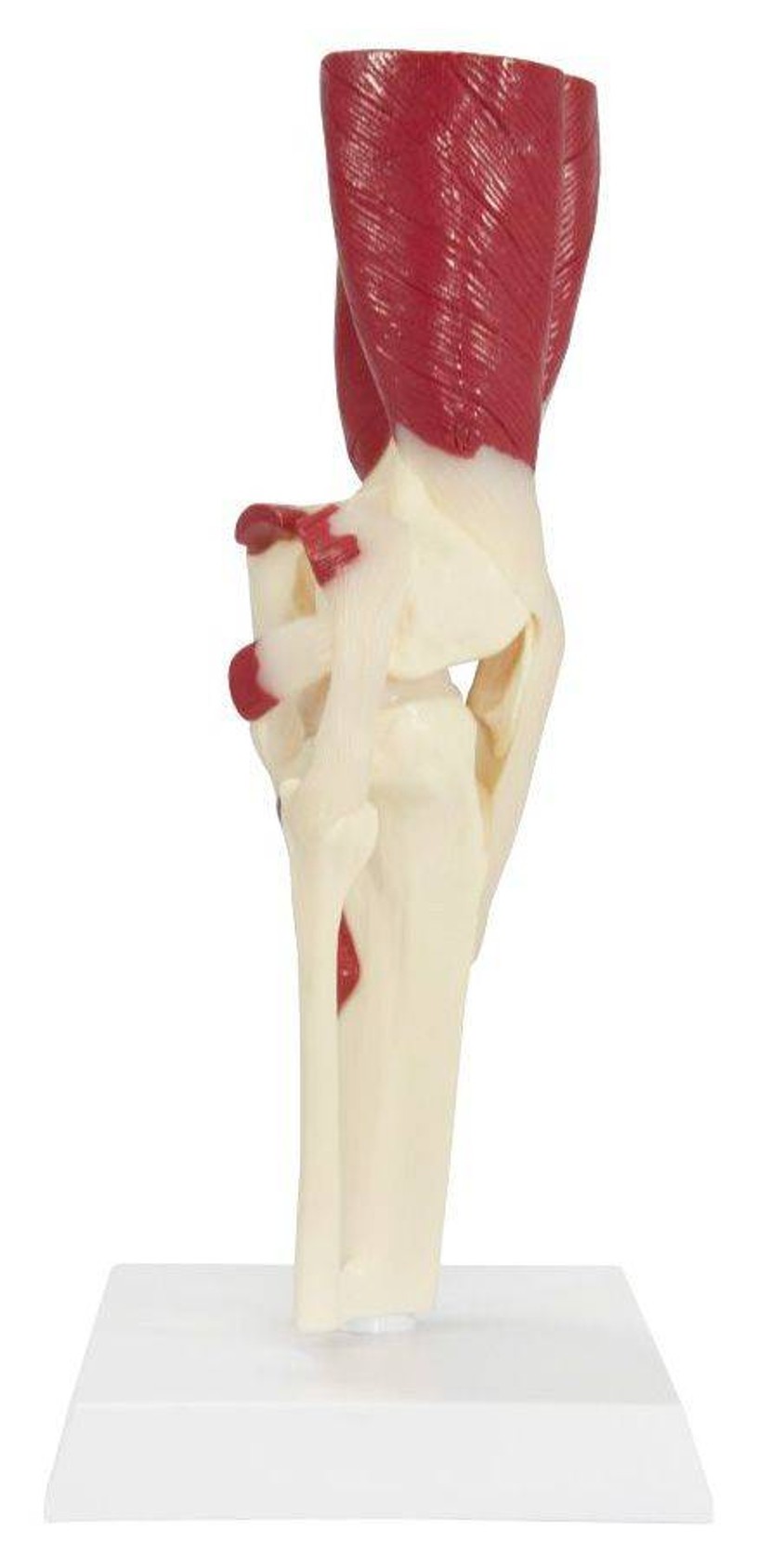Muscled Knee Joint Anatomy Model