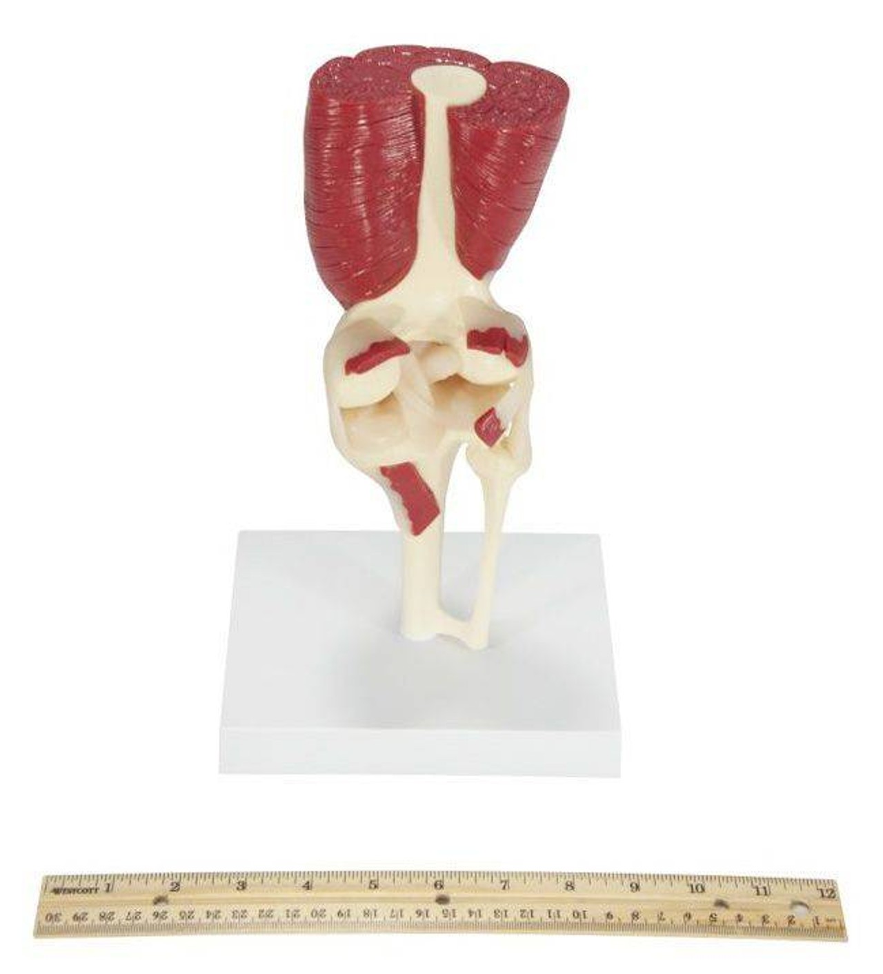 Muscled Knee Joint Anatomy Model