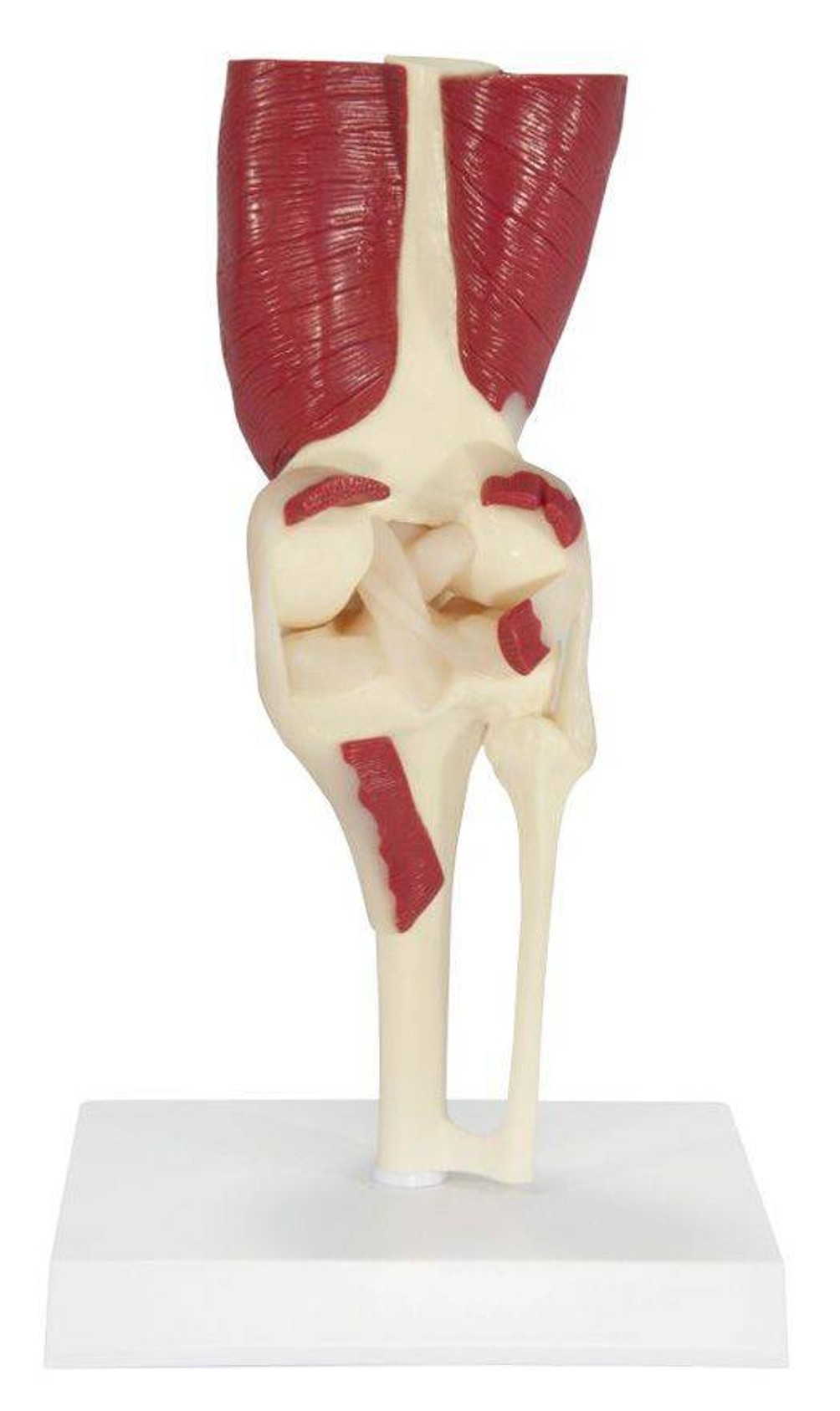 Muscled Knee Joint Anatomy Model