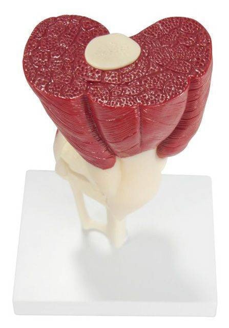 Muscled Knee Joint Anatomy Model