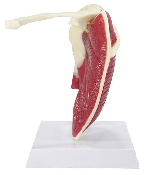 Muscled Shoulder Joint Anatomy Model