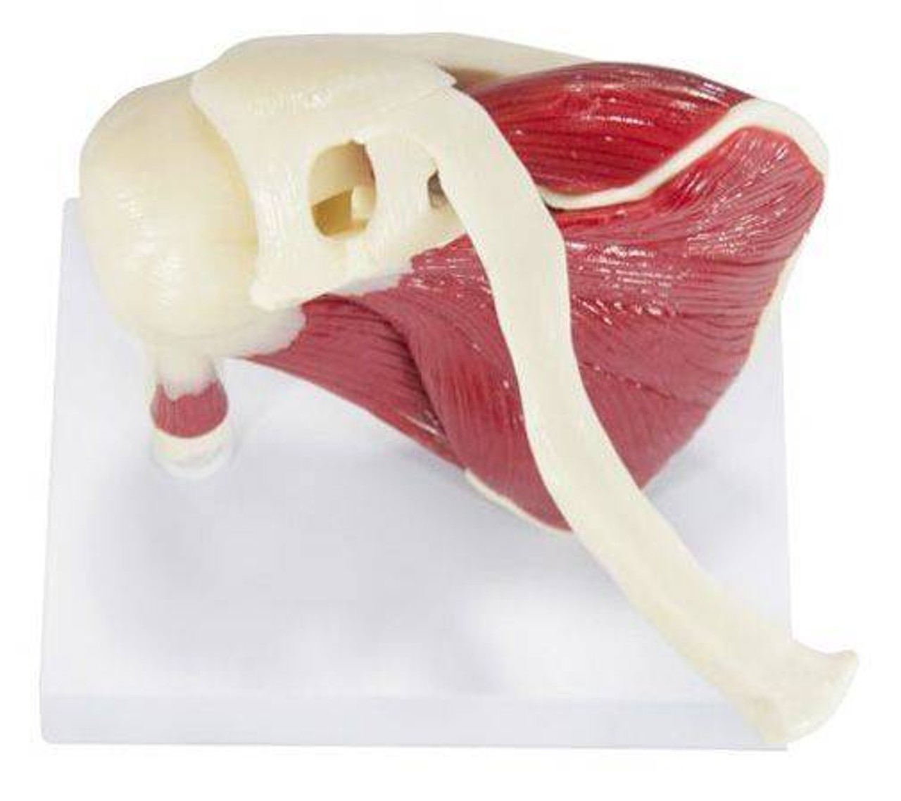 Muscled Shoulder Joint Anatomy Model