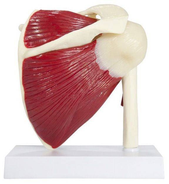 Muscled Shoulder Joint Anatomy Model