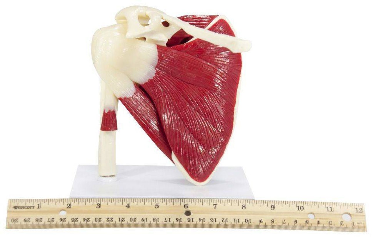 Muscled Shoulder Joint Anatomy Model