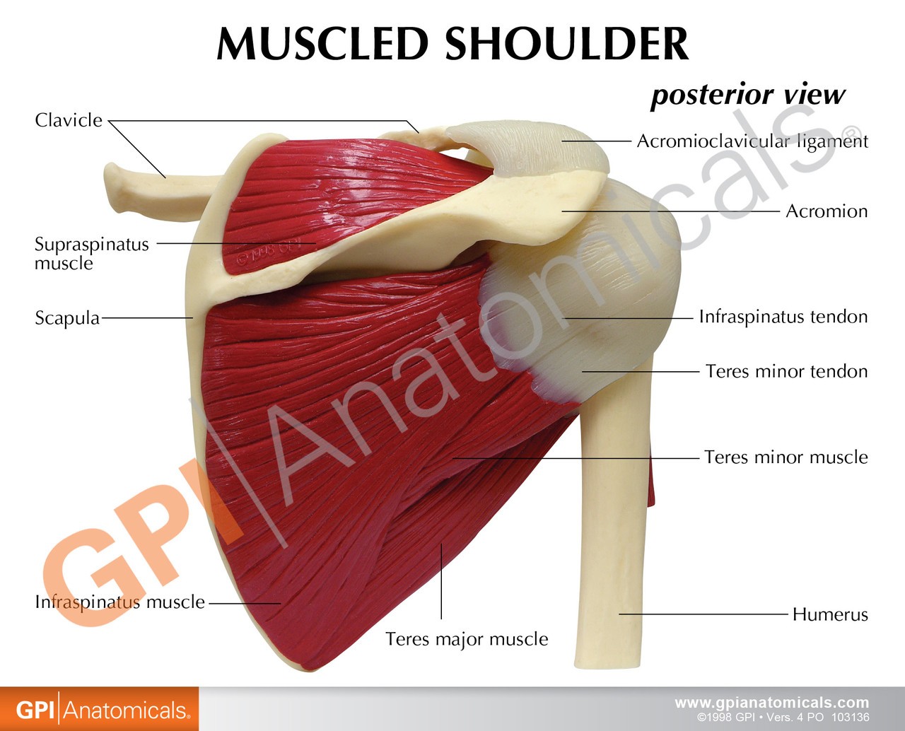 Muscled Shoulder Joint Anatomy Model - education card