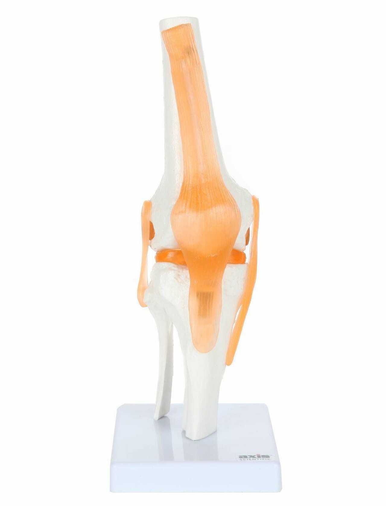 Axis Scientific Functional Joint Anatomy Model Set