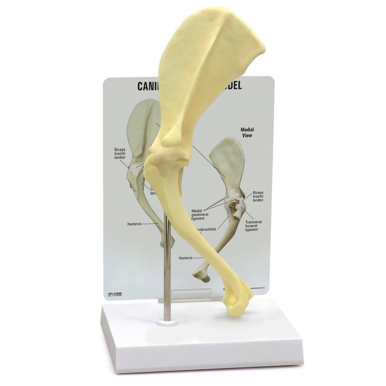 Canine Shoulder Anatomy Model