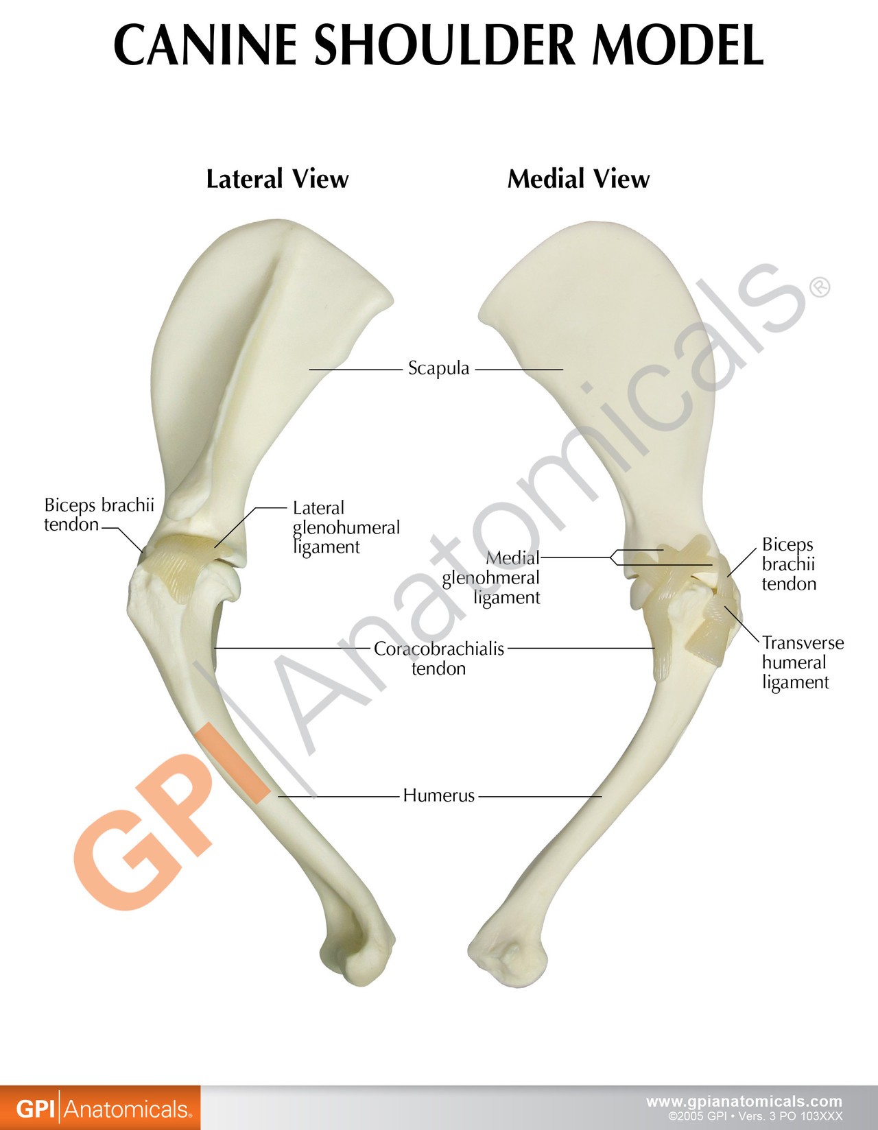 Canine Shoulder Anatomy Model - education card