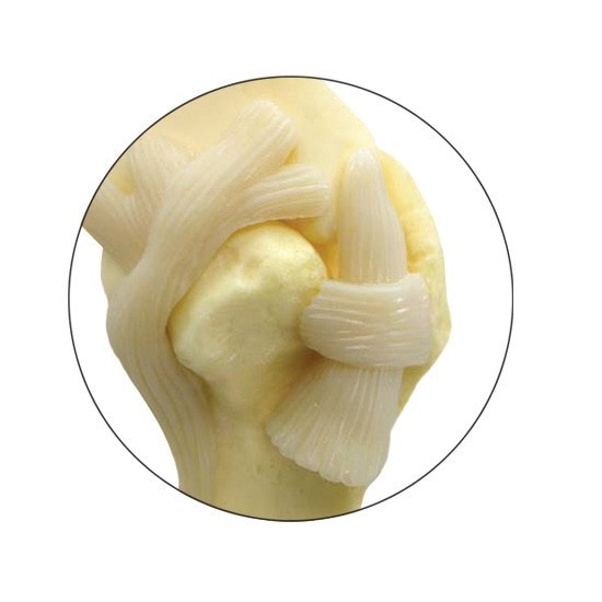 Canine Shoulder Anatomy Model