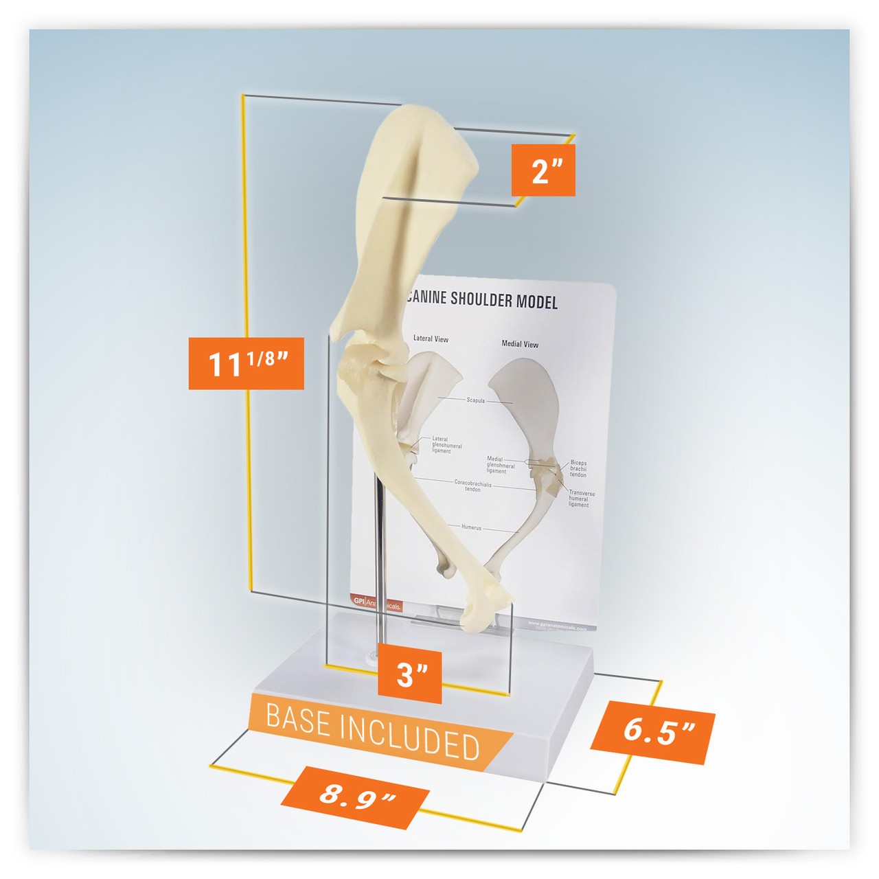 Canine Shoulder Anatomy Model