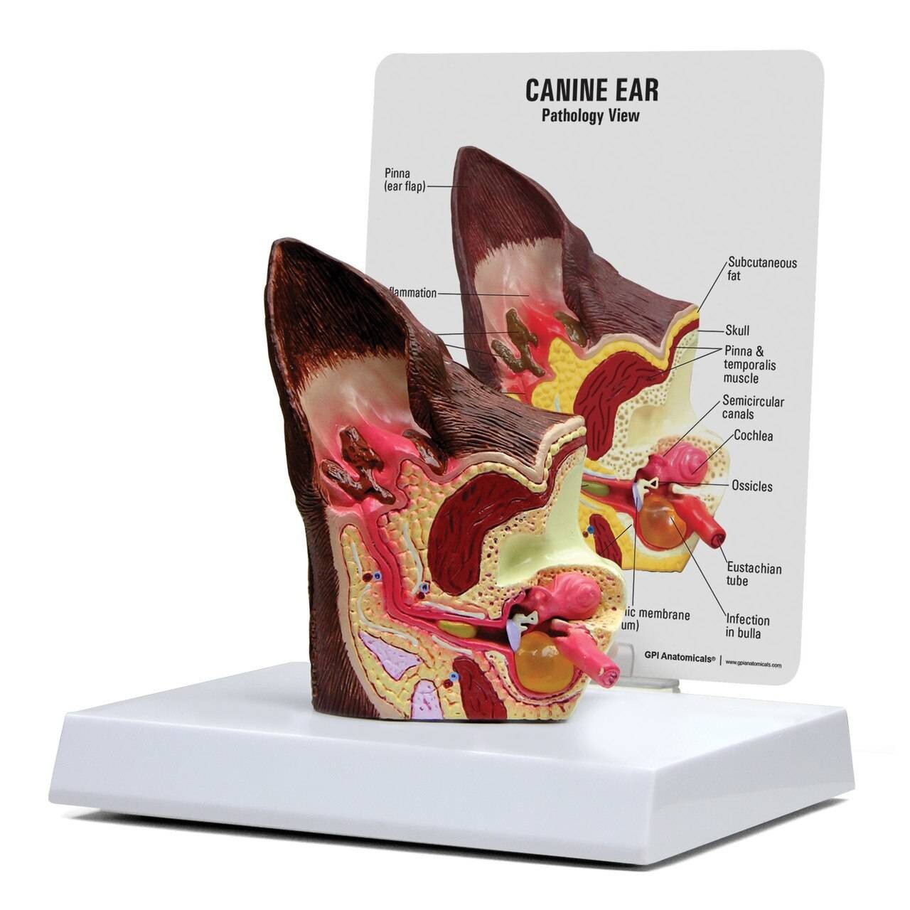 Canine Ear Anatomy Model