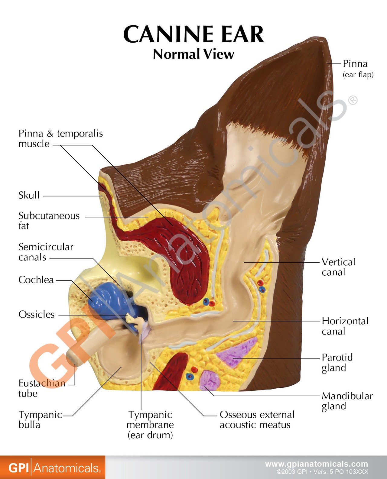 Canine Ear Anatomy Model - back