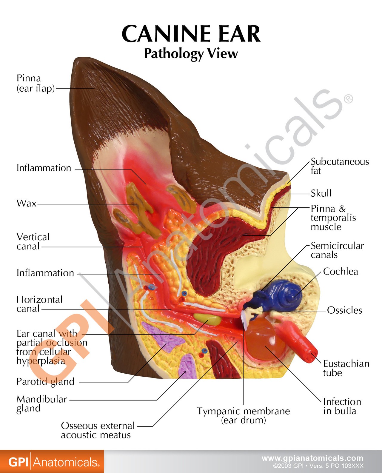 Canine Ear Anatomy Model - front
