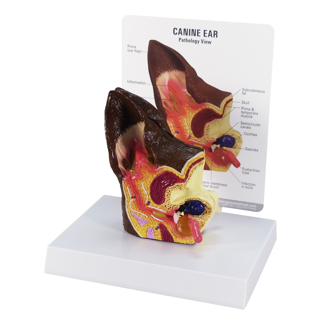 Canine Ear Anatomy Model