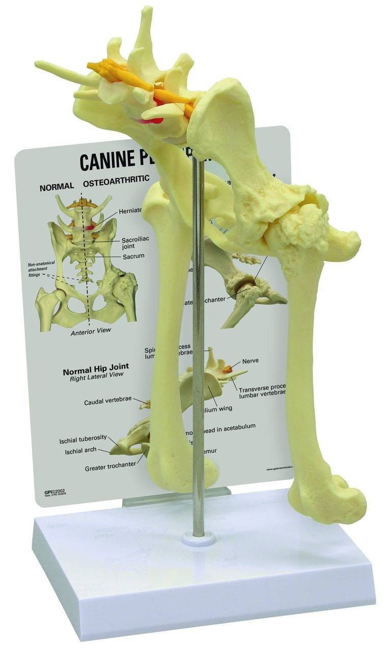 GPI Anatomicals Canine Hip Anatomy Model | Anatomy Warehouse