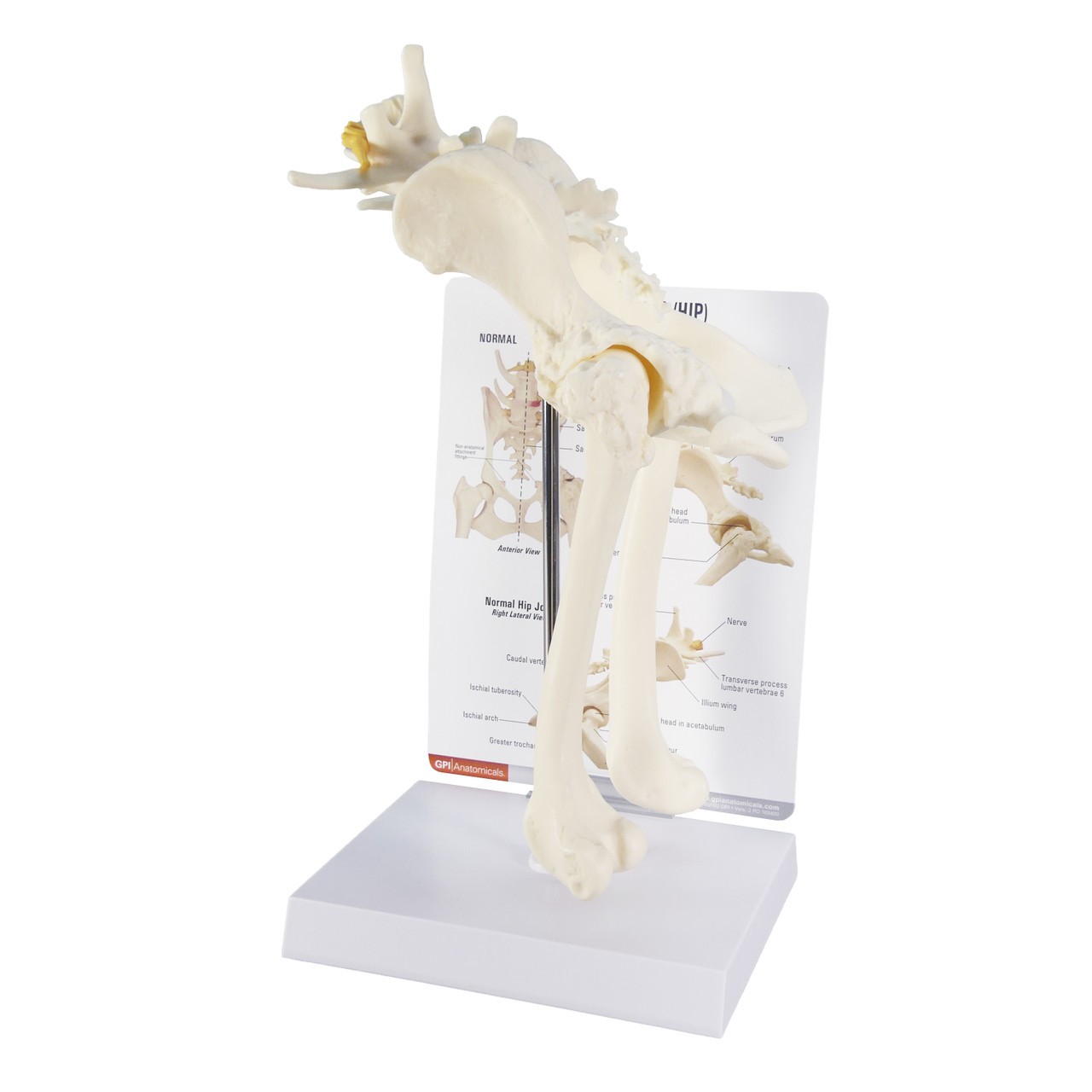 Canine Hip Anatomy Model