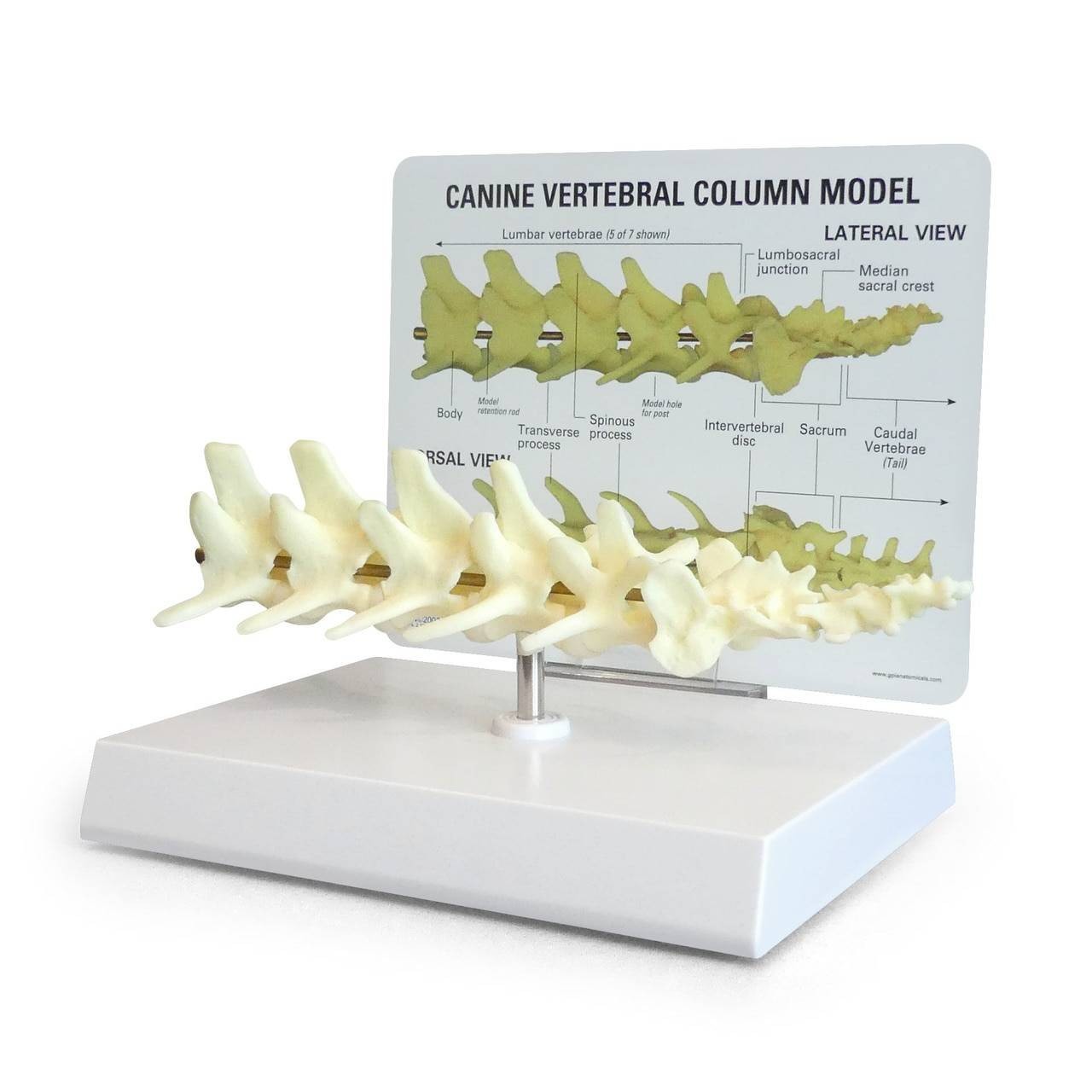 Canine Lumbar Vertebral Column Anatomy Model