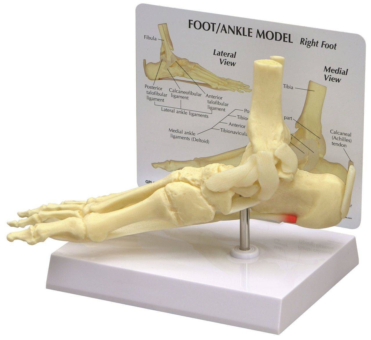 新品　Anatomy of the Foot and Ankle GPI Anatomicals Foot and Ankle Anatomy Model | Anatomy Warehouse