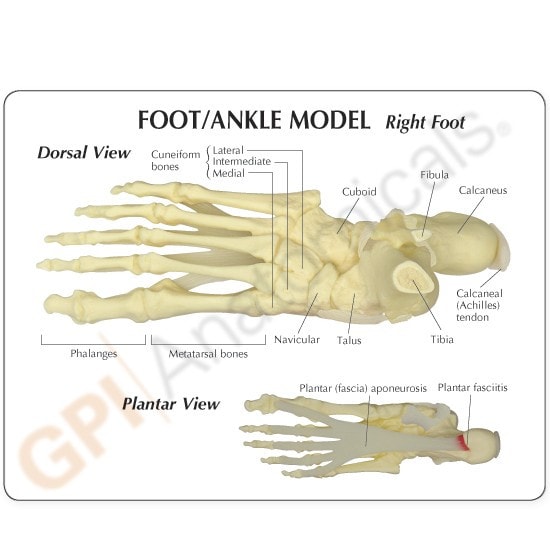Foot and Ankle Anatomy Model