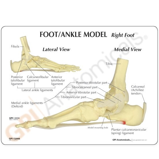 Foot and Ankle Anatomy Model