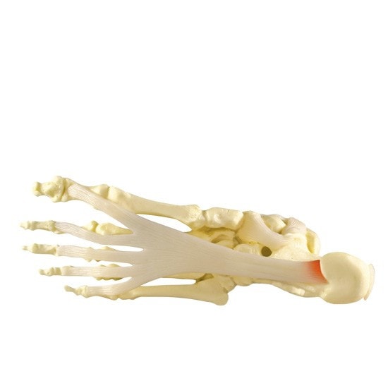 Foot and Ankle Anatomy Model