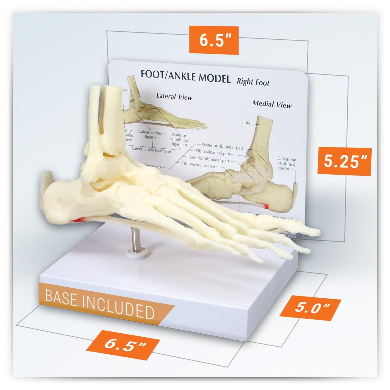 Foot and Ankle Anatomy Model
