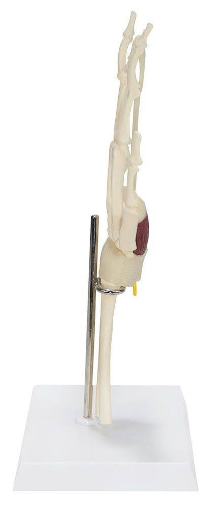 Wrist and Hand Anatomy Model