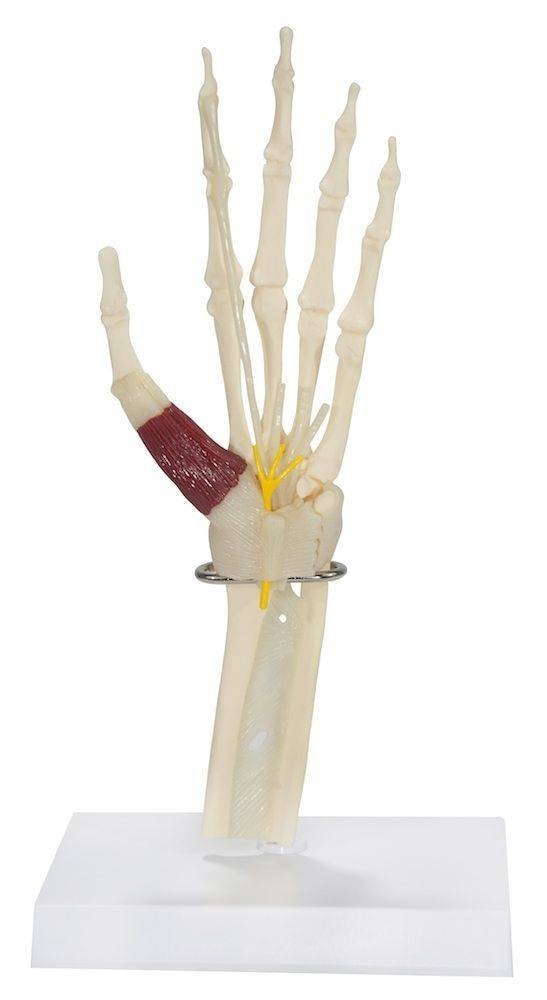 Wrist and Hand Anatomy Model