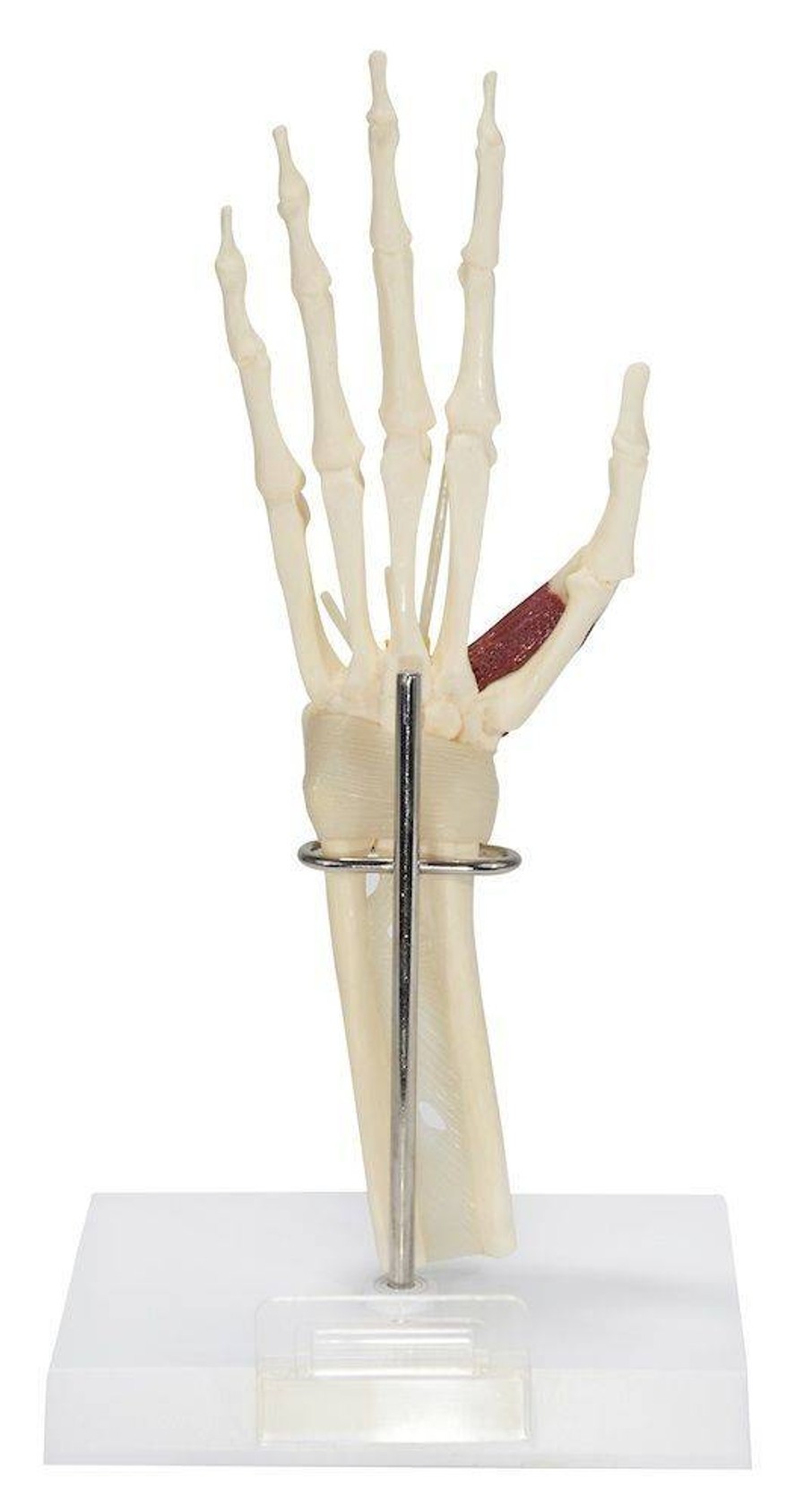 Wrist and Hand Anatomy Model