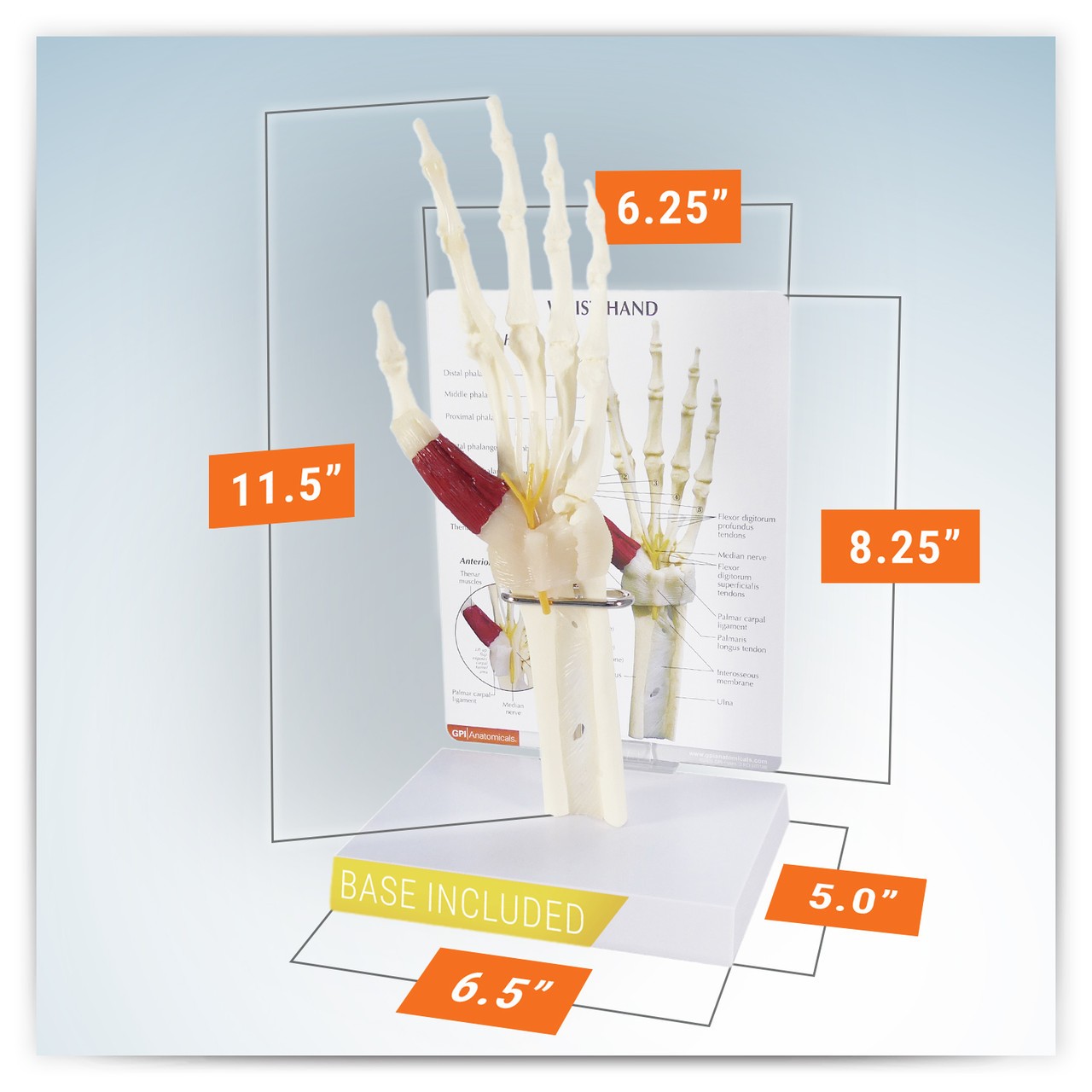Wrist and Hand Anatomy Model