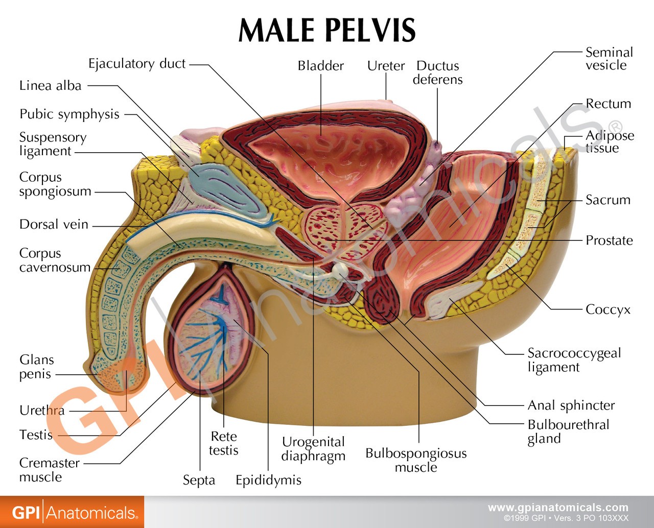 Male Pelvis Anatomy Model With Testicular Cancer