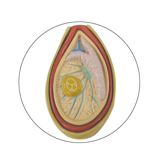 Male Pelvis Anatomy Model With Testicular Cancer