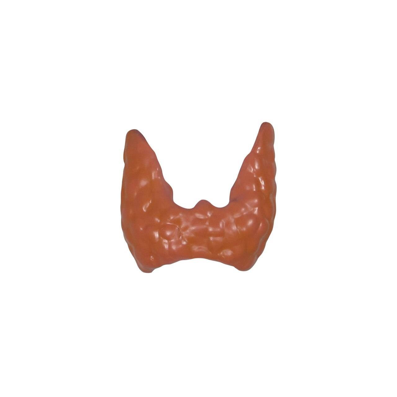 Thyroid Disease Anatomy Model