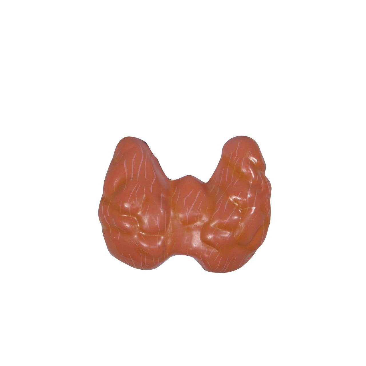 Thyroid Disease Anatomy Model
