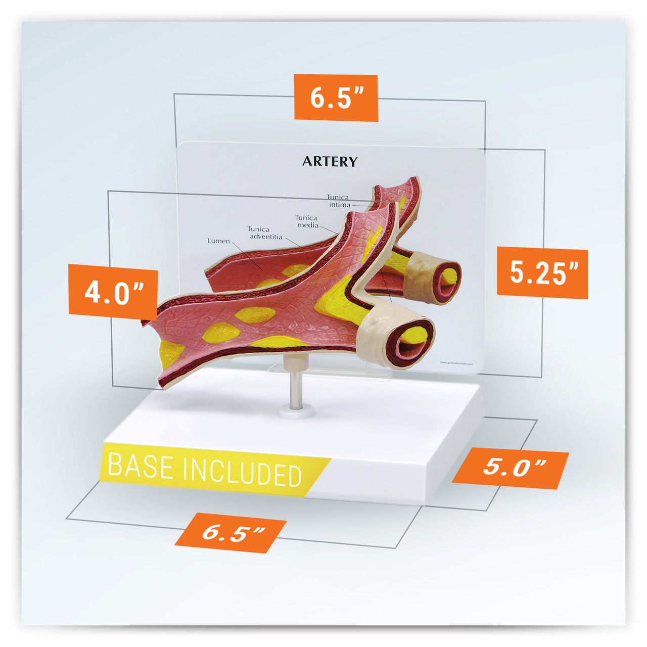 Artery Section Anatomy Model