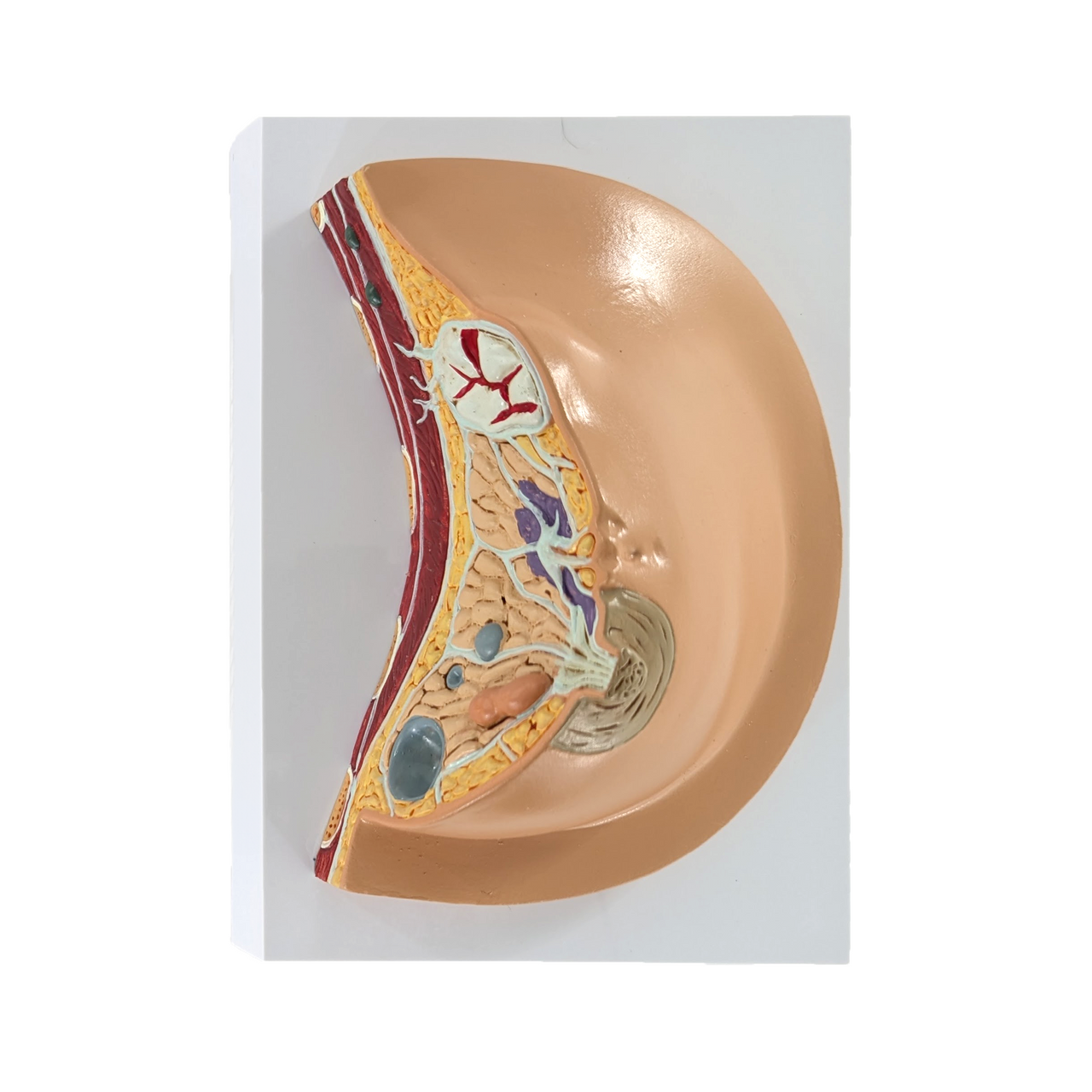 Breast Cross Section Anatomy Model