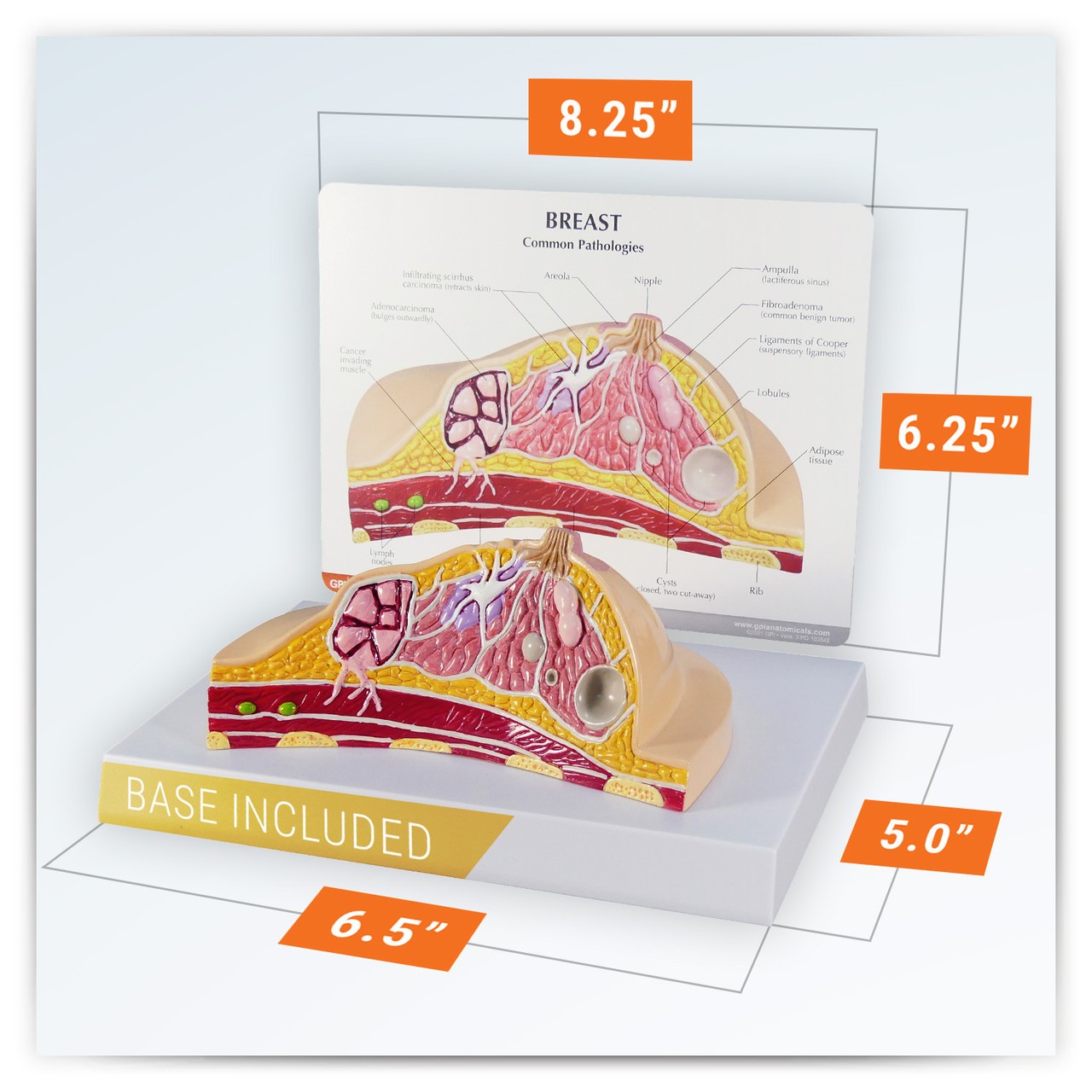 Breast Cross Section Anatomy Model
