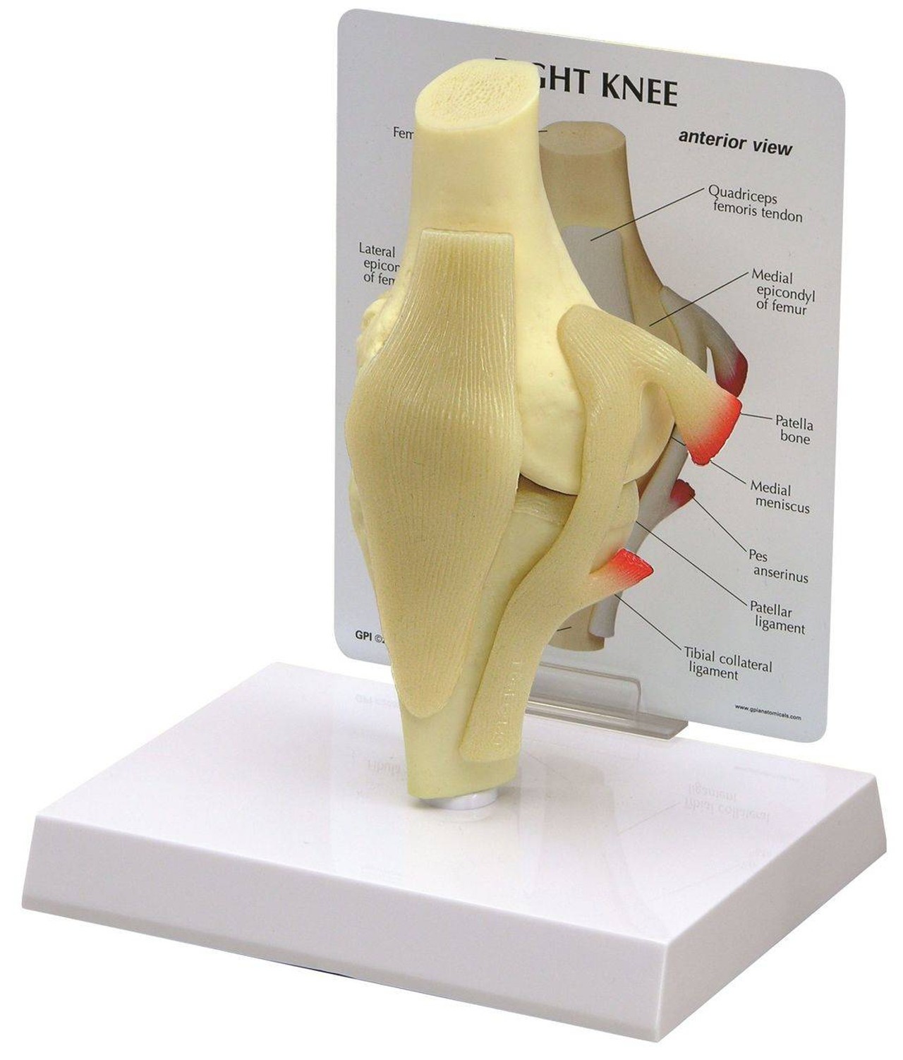 Basic Knee With Key Card Anatomy Model
