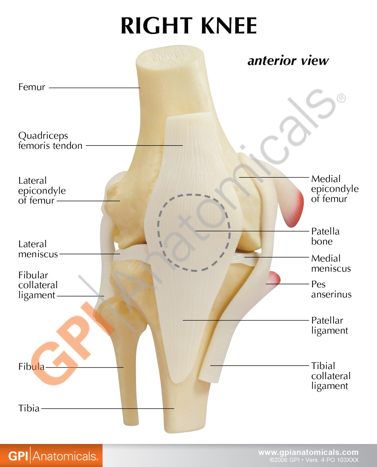 Basic Knee With Key Card Anatomy Model