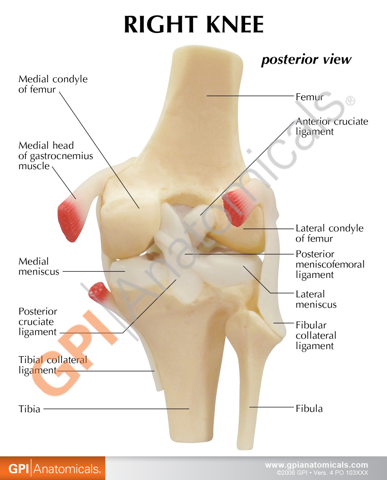 Basic Knee With Key Card Anatomy Model