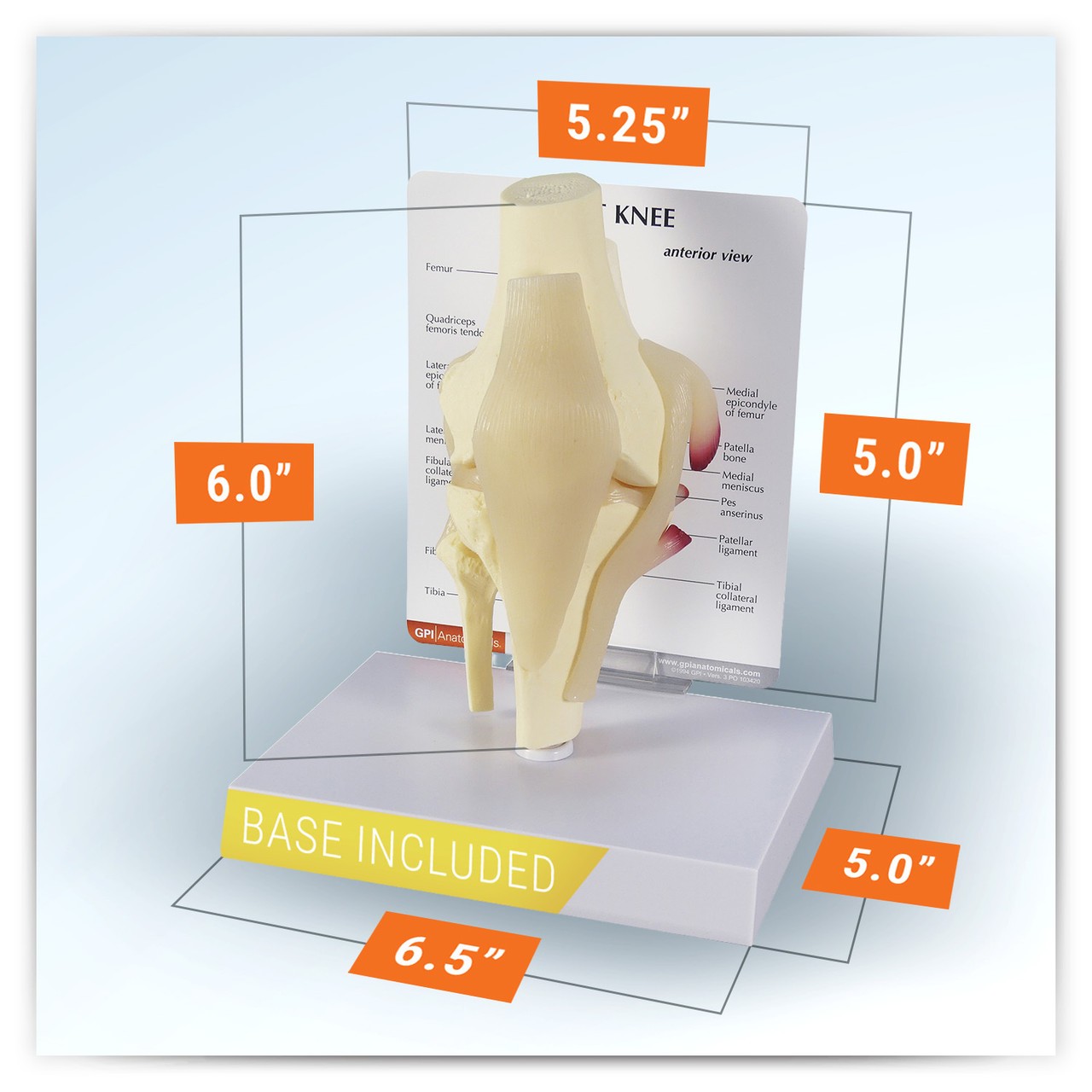 Basic Knee With Key Card Anatomy Model