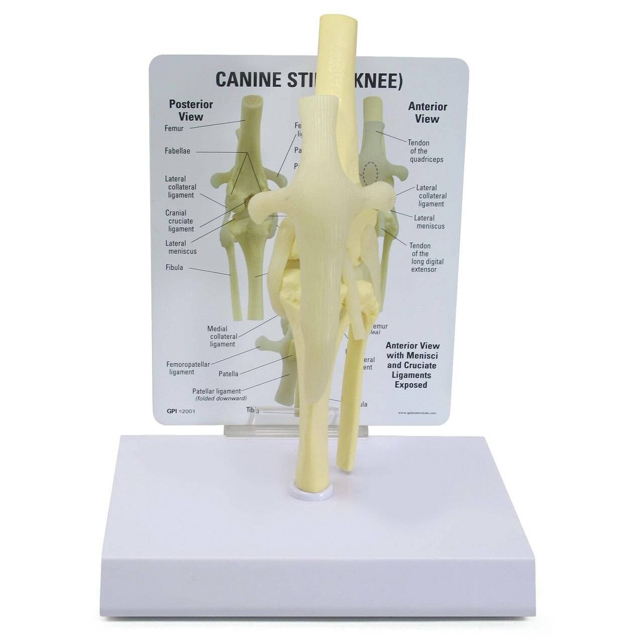 Canine Knee Anatomy Model