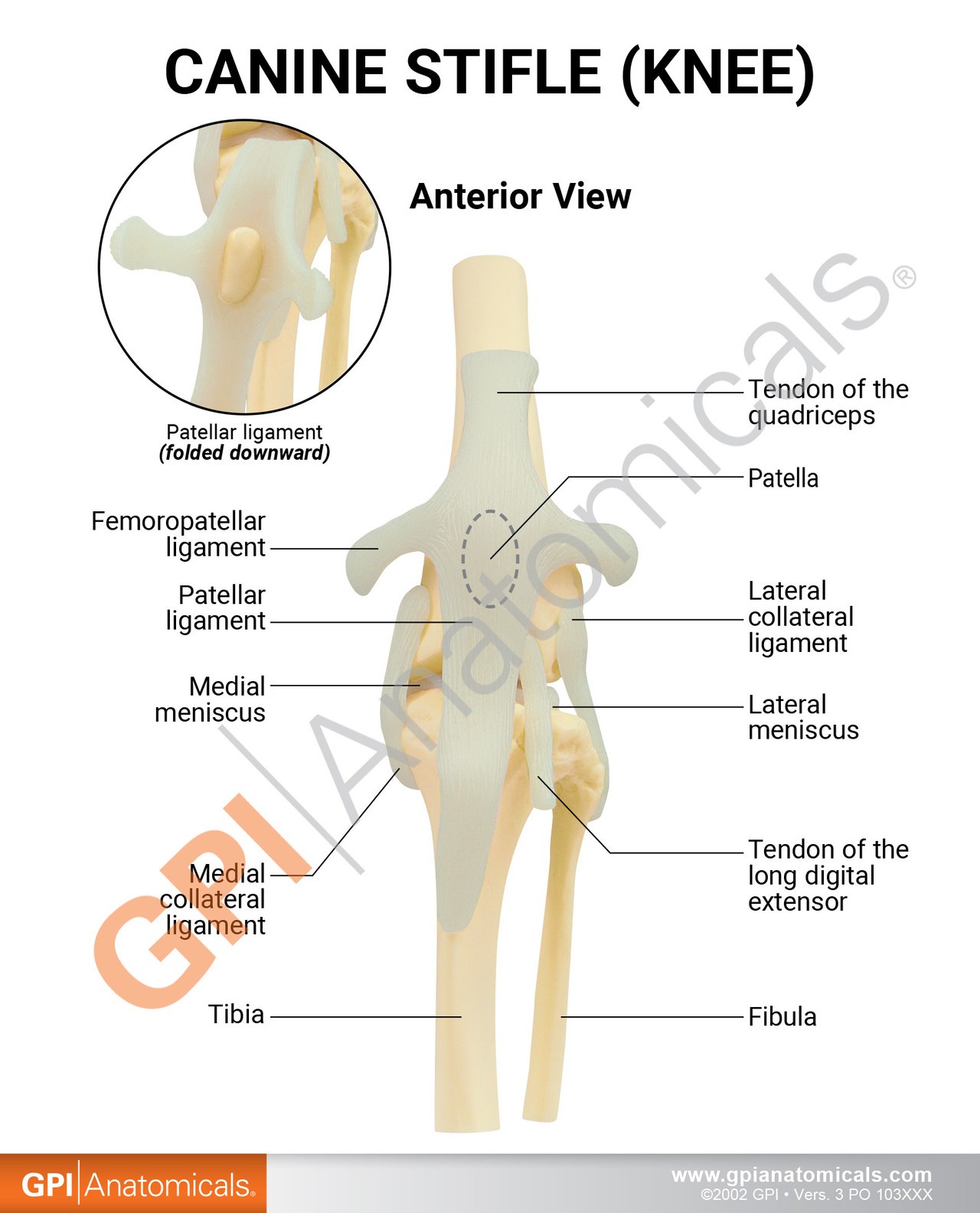 Canine Knee Anatomy Model