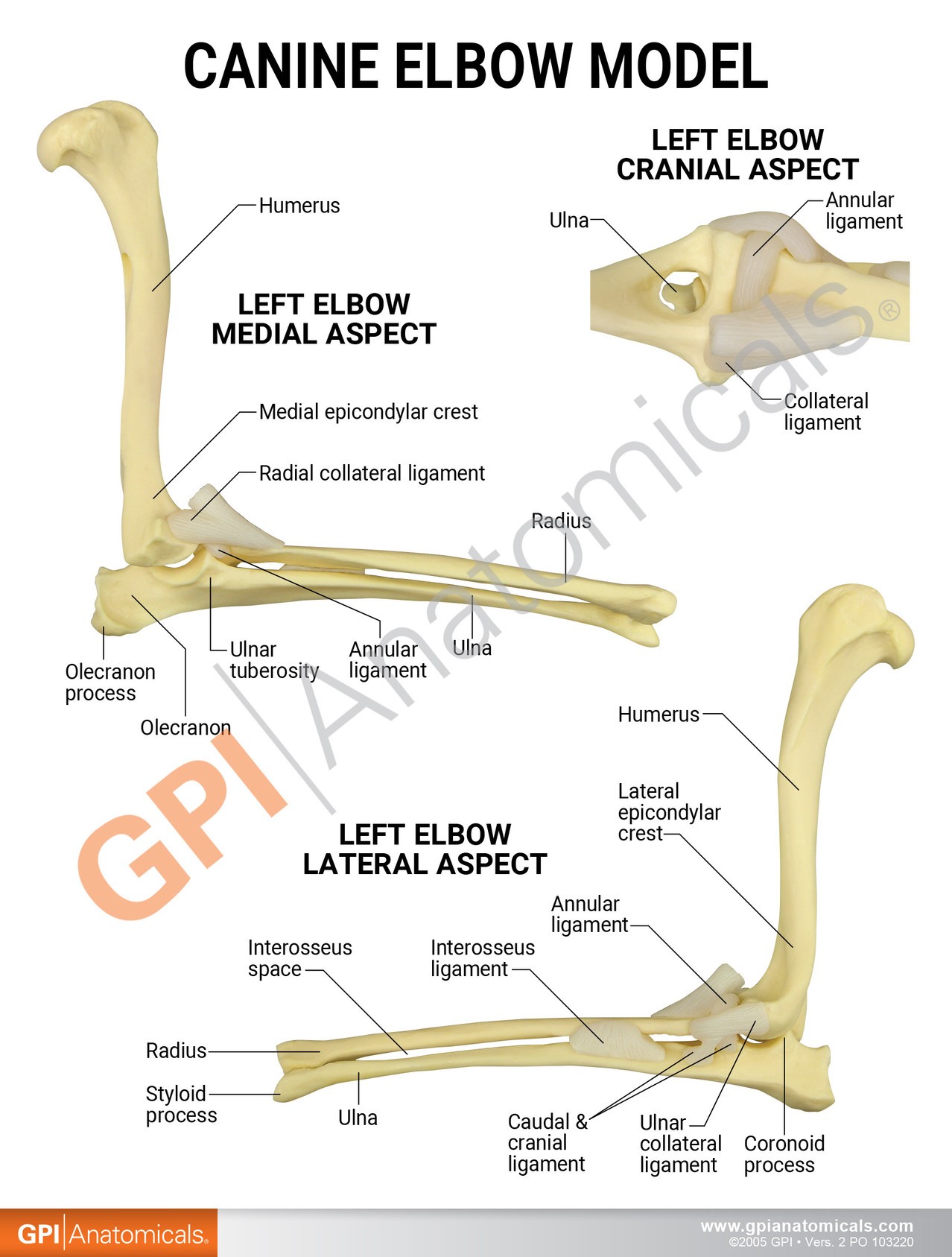 Canine Elbow Anatomy Model