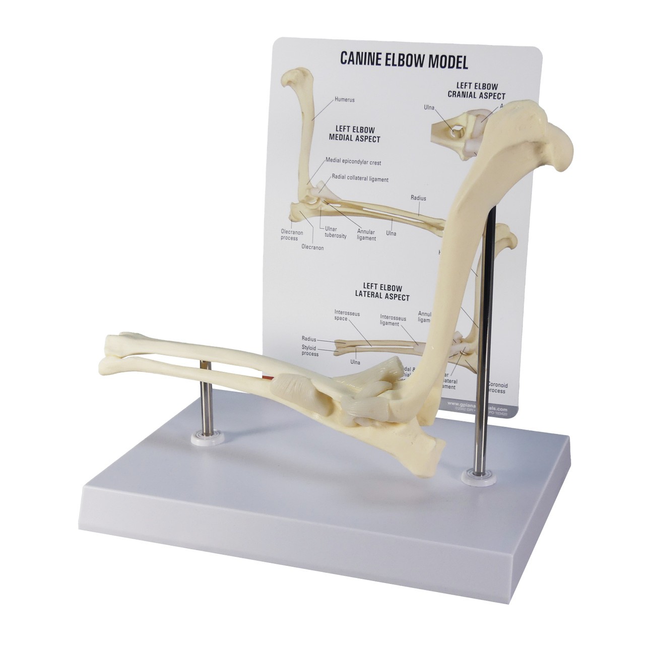 Canine Elbow Anatomy Model