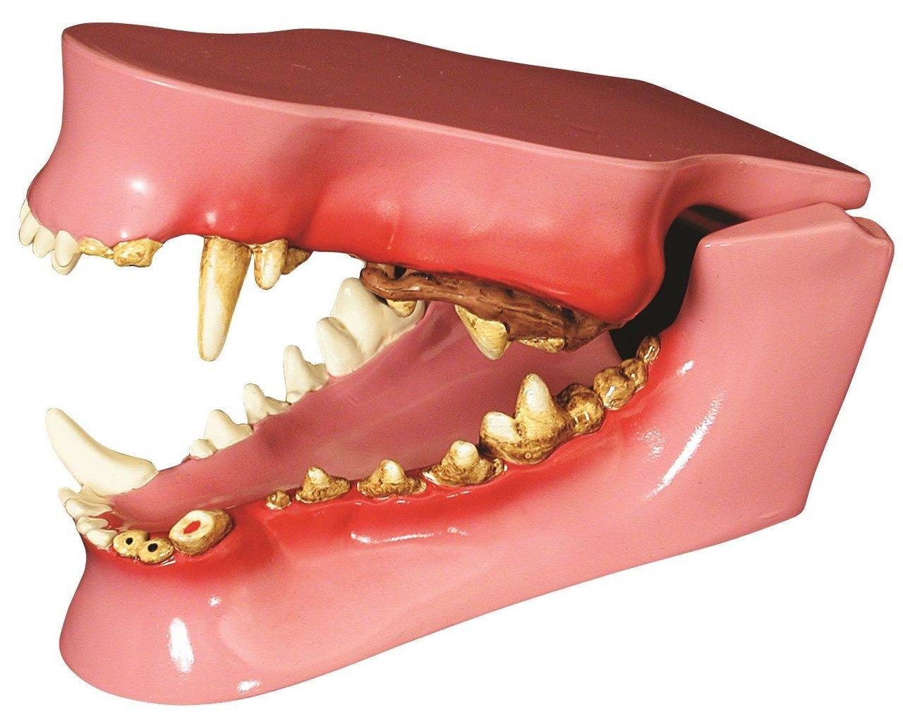 Canine Jaw Anatomy Model