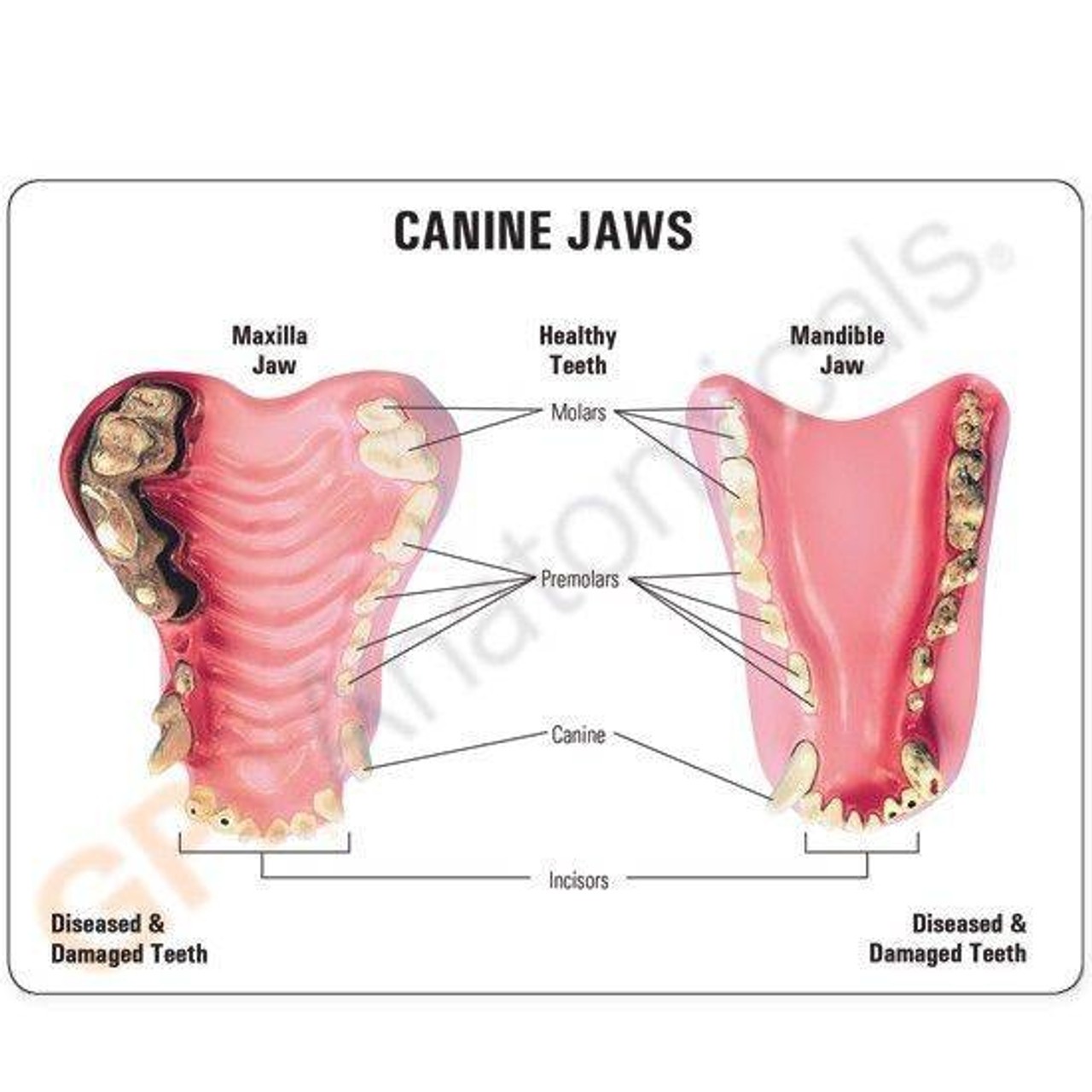 Canine Jaw Anatomy Model