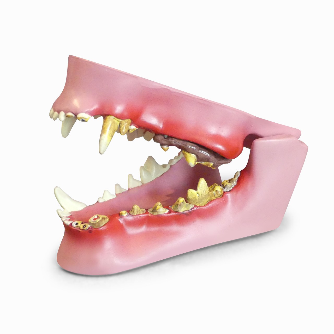 Canine Jaw Anatomy Model