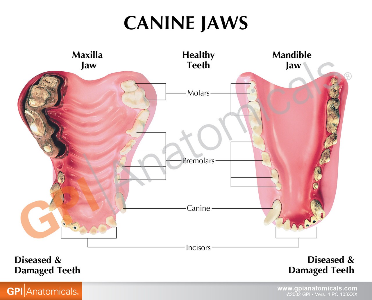 Canine Jaw Anatomy Model